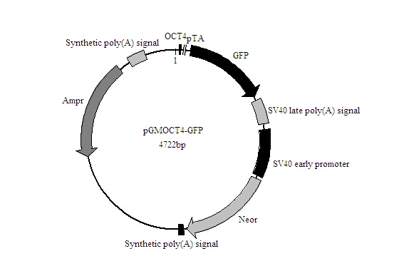 SY0190型Oct4-GFP报告基因质粒厂家