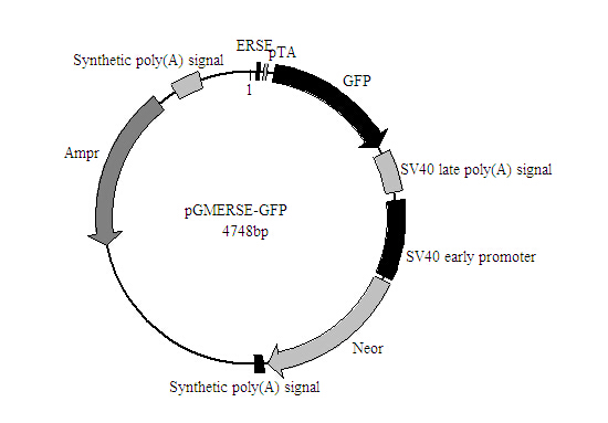 ERSE-GFP报告基因质粒哪里卖