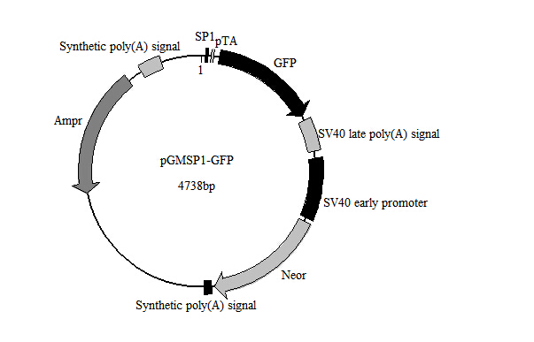 SP1-GFP报告基因质粒 报告基因检测