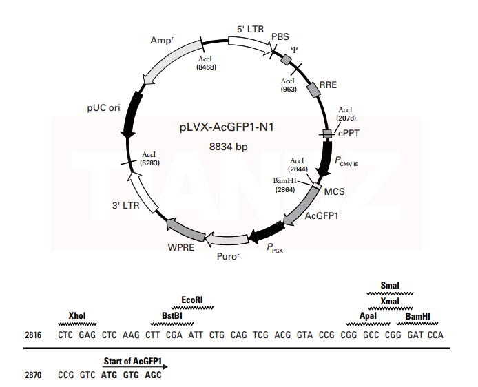 pLVX-AcGFP1-N1
