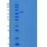 小鼠组蛋白H4(H4)重组蛋白