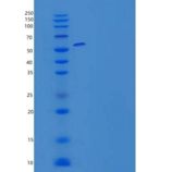 小鼠组蛋白H4(H4)重组蛋白