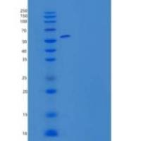 小鼠组蛋白H4(H4)重组蛋白