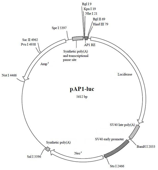 北京现货酵母质粒小量抽提试剂盒品牌