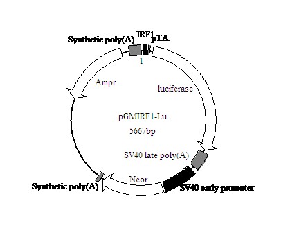北京Caspase 3活性检测试剂盒(比色法)价格
