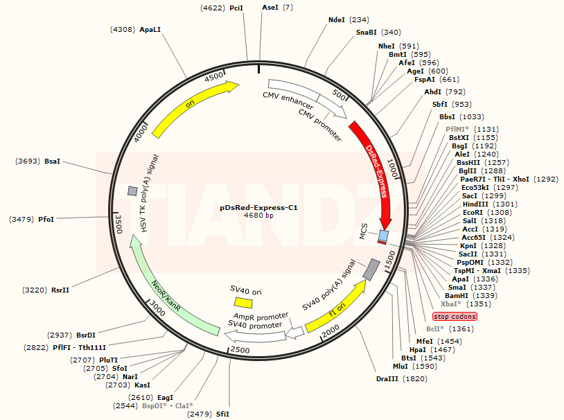 pDsRed-Express-C1(pDsRedExpres