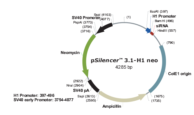 psiRNAH1-neo产品信息
