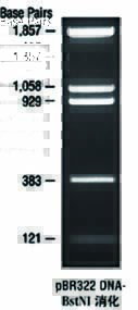 DNA marker(pBR322/BstN I)