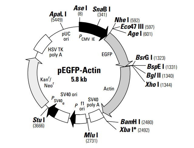 pEGFP-Actin 质粒图谱