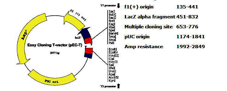 Easy Cloning T载体(pEC-T)