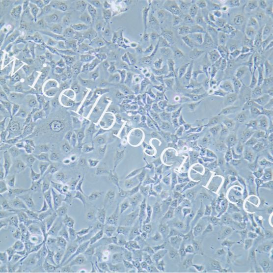 NCI-H2009 人肺腺癌细胞/STR鉴定/镜像绮点（Cellverse）