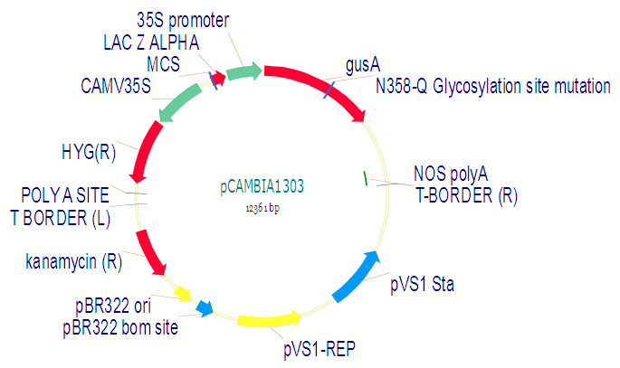 pCAMBIA1303产品信息