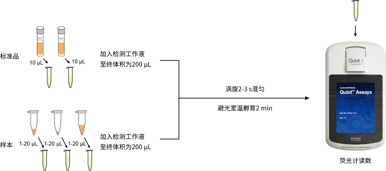 双链DNA(dsDNA)荧光定量检测试剂盒(dsDNA HS