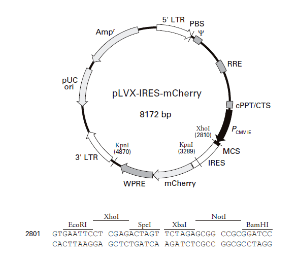pLVX-IRES-mCherry (pLVXIRESmCh