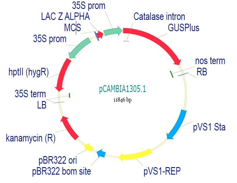pCAMBIA1305产品信息