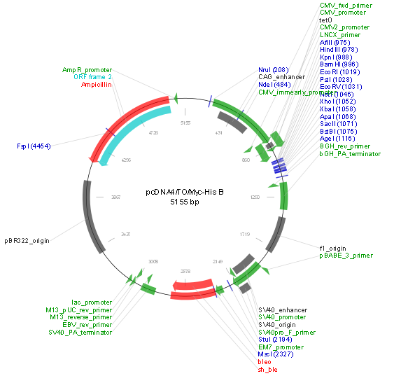 pcDNA4/TO/Myc-His B产品信息
