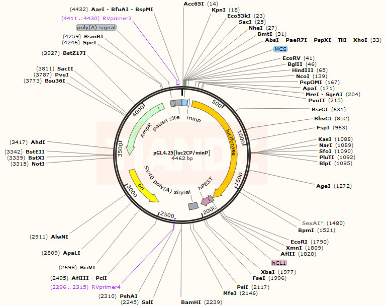 pGL4.25[luc2CP minP]