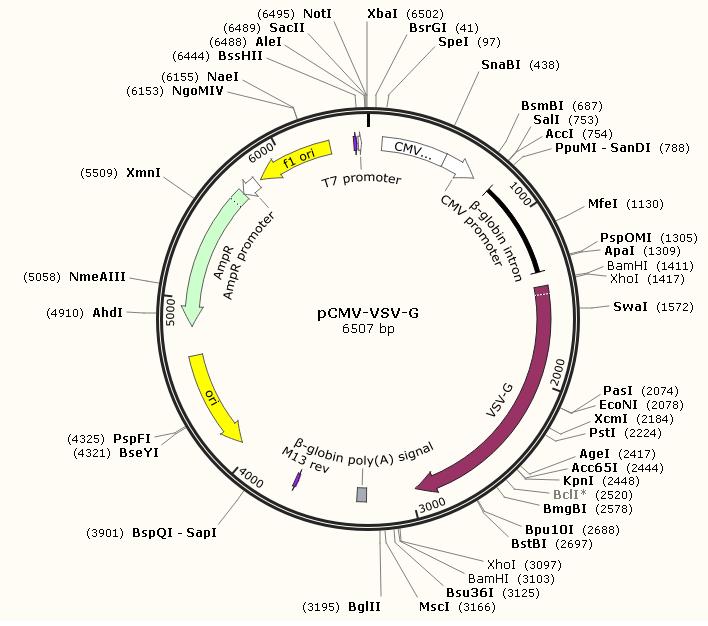pCMV-VSV-G产品信息