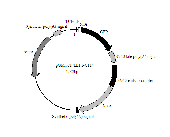 TCF/LEF1-GFP报告基因质粒批发