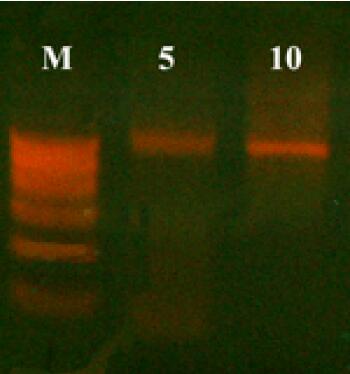 一管式拭子DNA提取试剂盒