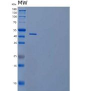 人4-1BB配体/4-1BBL/TNFSF9/CD137L重组蛋白N-Fc