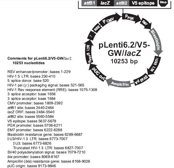 pLenti 6/V5-GW/lacZ产品信息