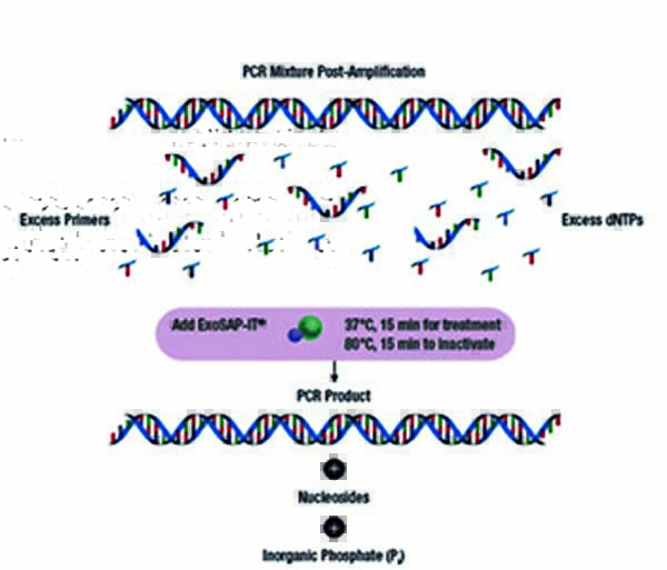 dNTP和引物清除剂应用图