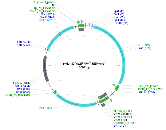 pGL4.30[luc2P/NFAT-RE/Hygro]产品