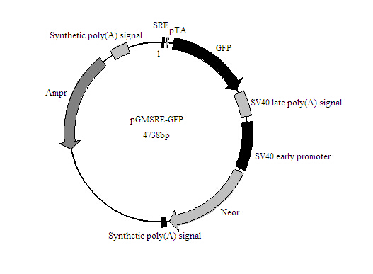 Rosseta(DE3)感受态细胞批发