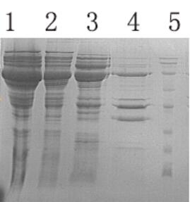 BL21(DE3)感受态细胞(pKJE7分子伴侣)