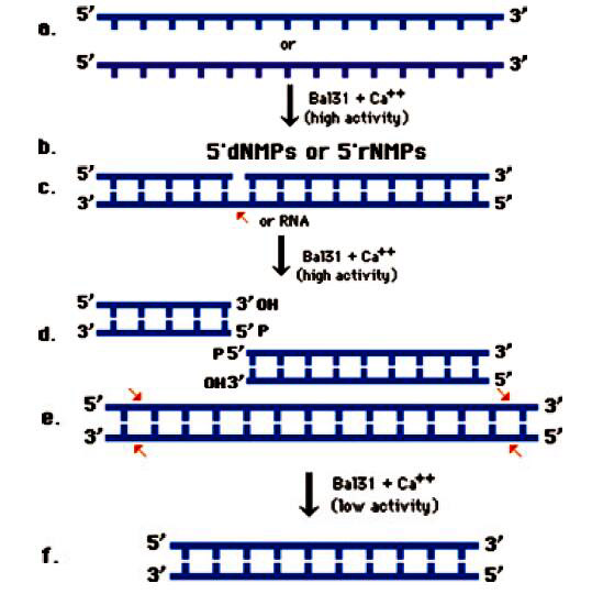 BAL 31核酸酶工作原理图