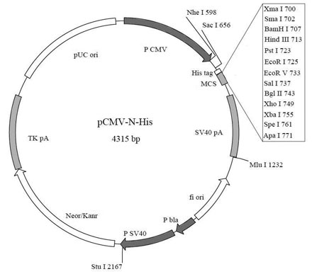 YT791型HDAC2抗体报价