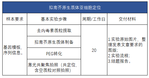拟南芥原生质体亚细胞定位