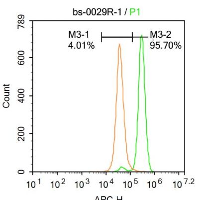 蛋白质磷酸酶-2A抗体