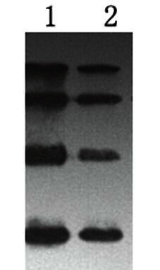 Western通用蛋白Marker