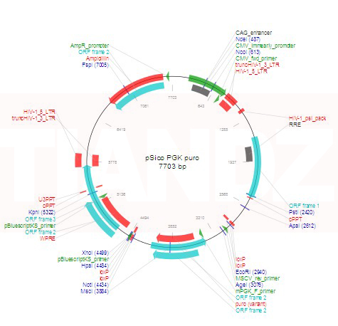 pSico PGK puro(pSicoPGKpuro)