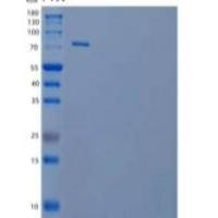 人细胞间粘附分子1/ICAM-1/CD54重组蛋白C-Fc