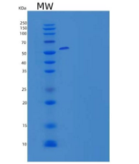 小鼠组蛋白H4(H4)重组蛋白
