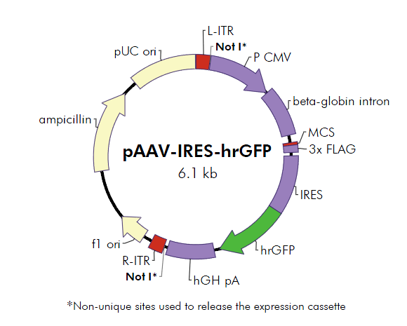 pAAV-IRES-hrGFP_0