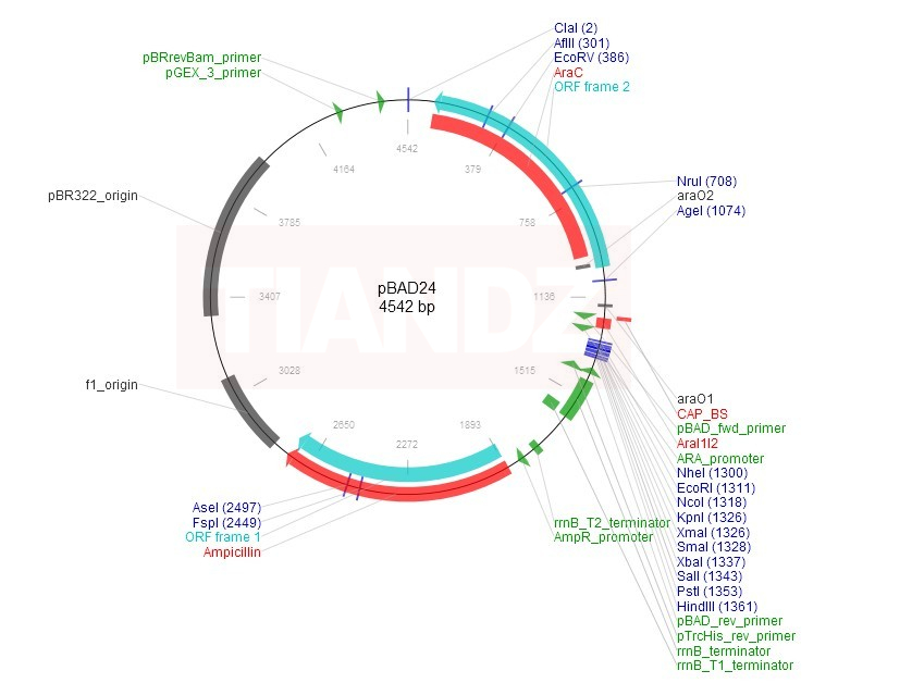 pBAD24
