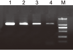 北京2×Ultra Taq PCR MasterMix品牌