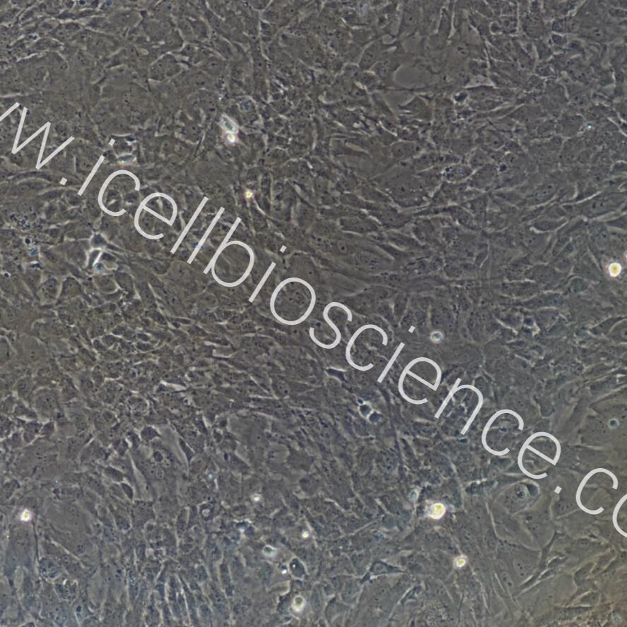小鼠脊髓星形胶质细胞/免疫荧光鉴定/镜像绮点（Cellverse）