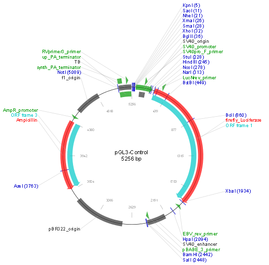 pGL3-control产品信息