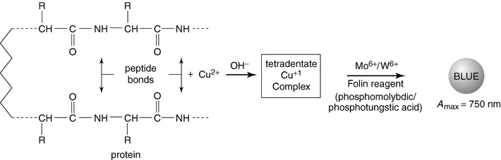 Lowry检测原理图