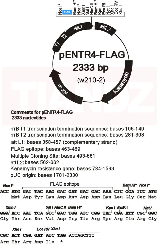pentr4-flag
