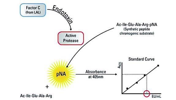 终点显色法内毒素定量试剂盒工作原理