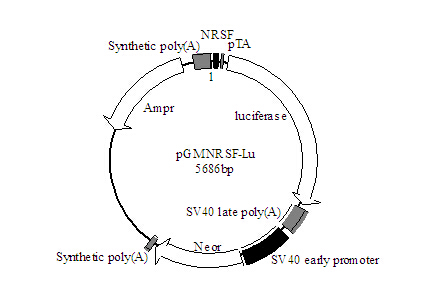 红色荧光标记人源低密度脂蛋白 蛋白质研究