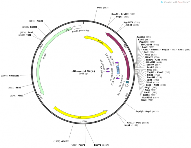 pBlueScript SK(+)载体