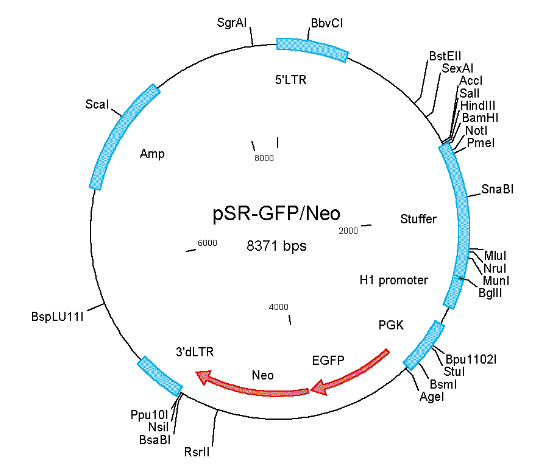 pSUPER.Retro-GFP/Neo产品信息