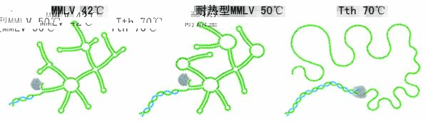 Tth DNA聚合酶有效打开RNA的二级结构示意图